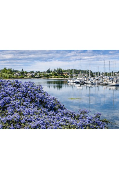 Цеанотус щитовидний Конча